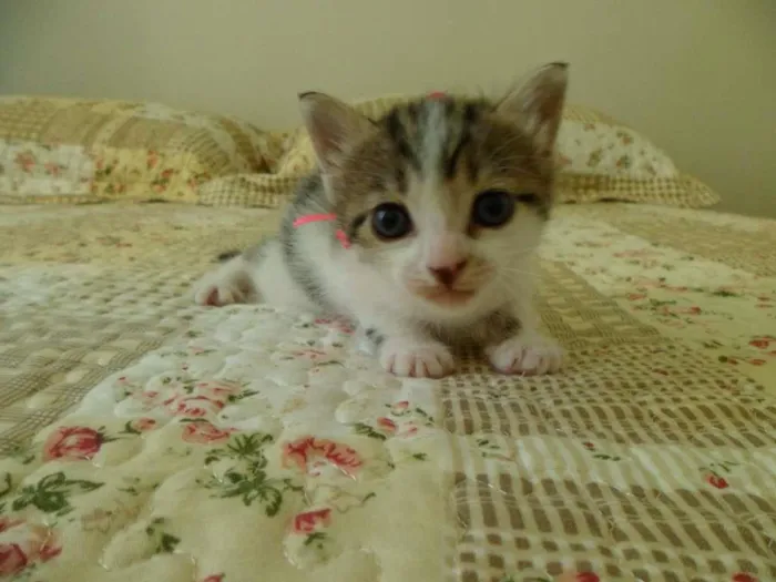 Gato raça SRD idade Abaixo de 2 meses nome Ainda sem nomes