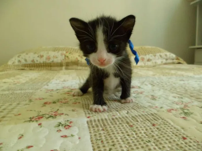 Gato raça SRD idade Abaixo de 2 meses nome Ainda sem nomes