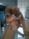 Pitoco princesa Zorr