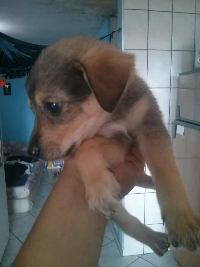 Cachorro ra a Indefinida idade 2 a 6 meses nome Pitoco princesa Zorr