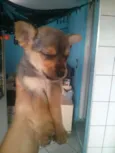 Pitoco princesa Zorr