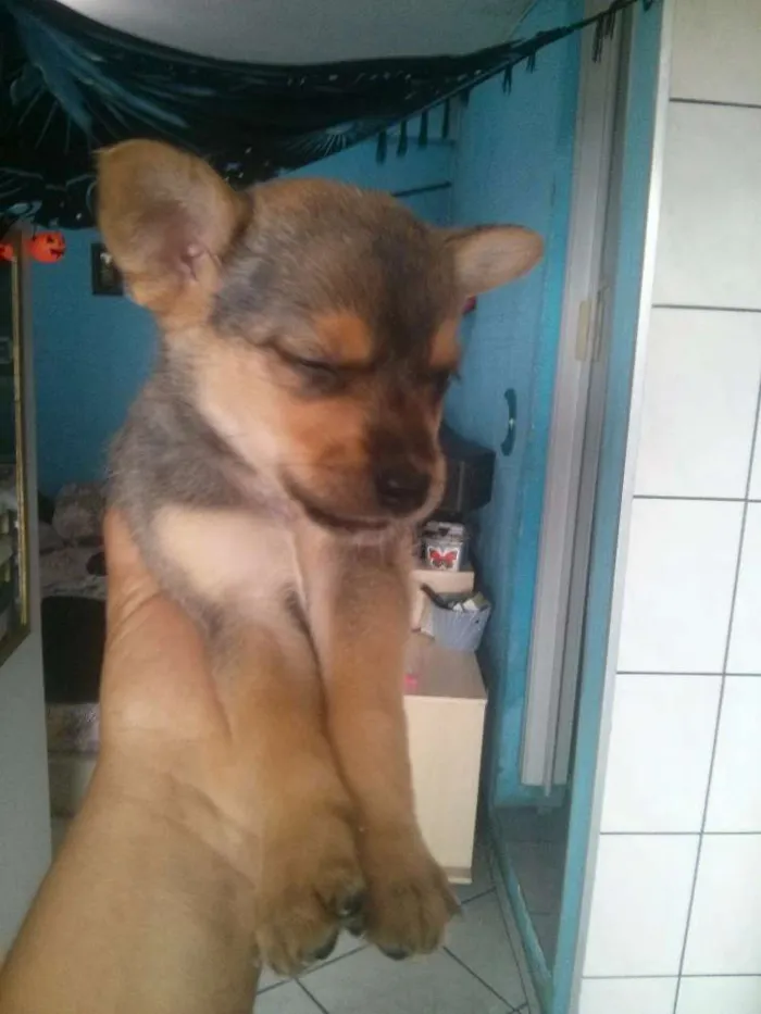 Cachorro ra a Indefinida idade 2 a 6 meses nome Pitoco princesa Zorr