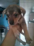 Pitoco princesa Zorr