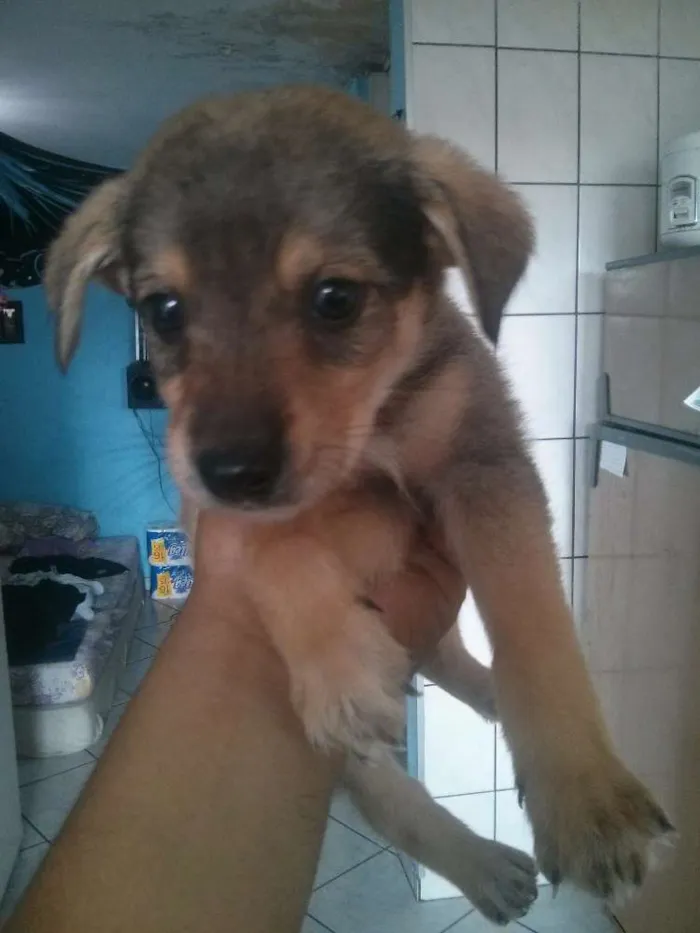 Cachorro ra a Indefinida idade 2 a 6 meses nome Pitoco princesa Zorr