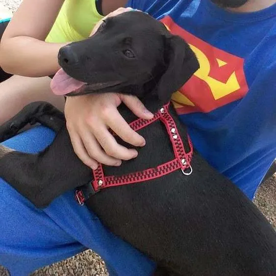 Cachorro ra a Vira lata idade 7 a 11 meses nome Vitório