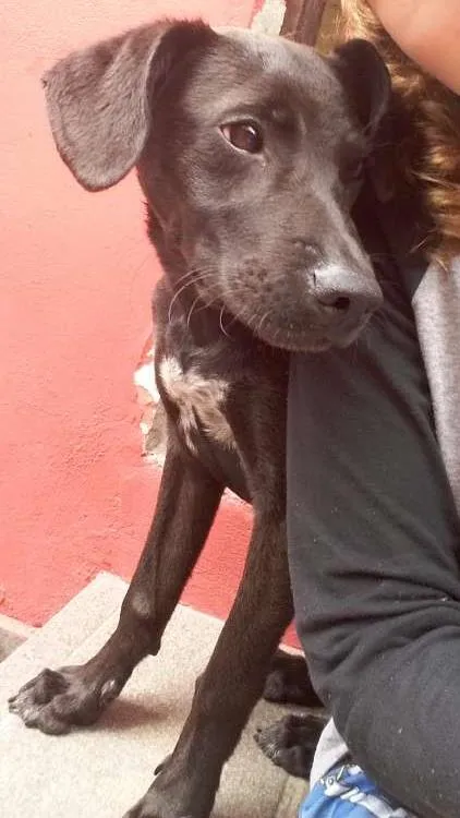 Cachorro ra a Vira lata idade 7 a 11 meses nome Vitório
