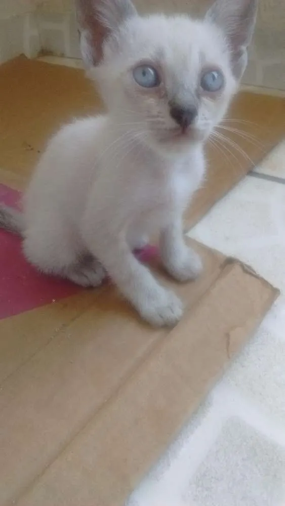 Gato raça Não tem idade 2 a 6 meses nome Filhotinhos!!