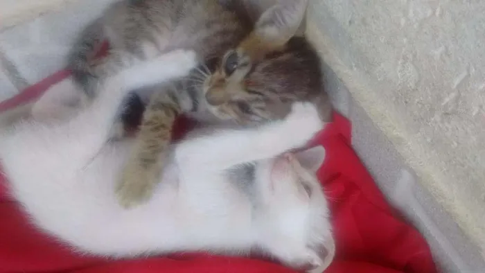 Gato raça Não tem idade 2 a 6 meses nome Filhotinhos!!