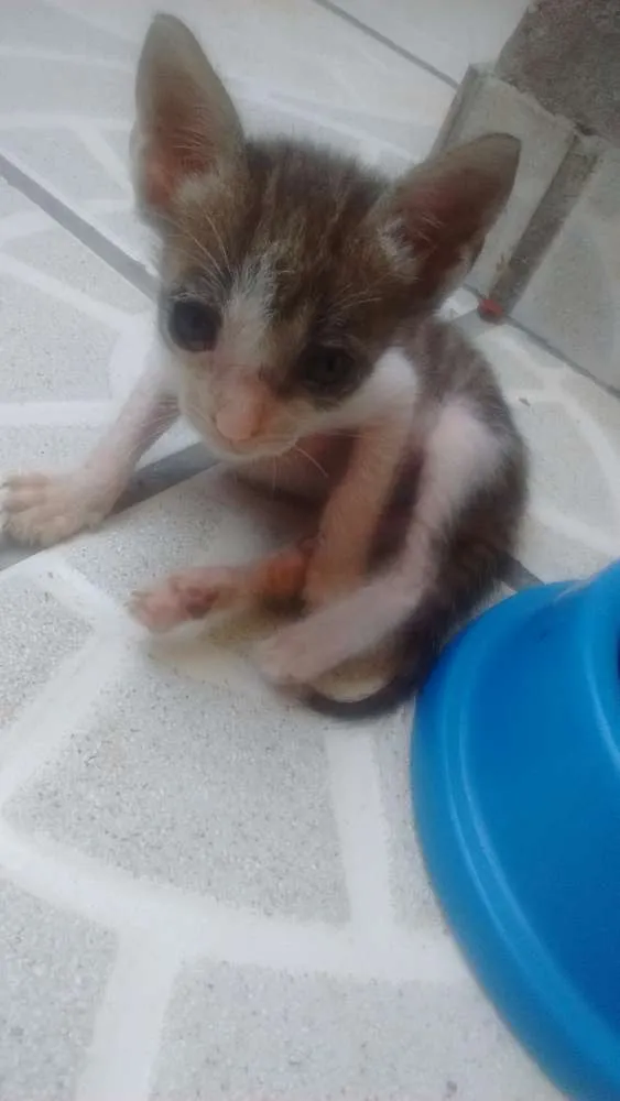 Gato raça Não tem idade 2 a 6 meses nome Filhotinhos!!