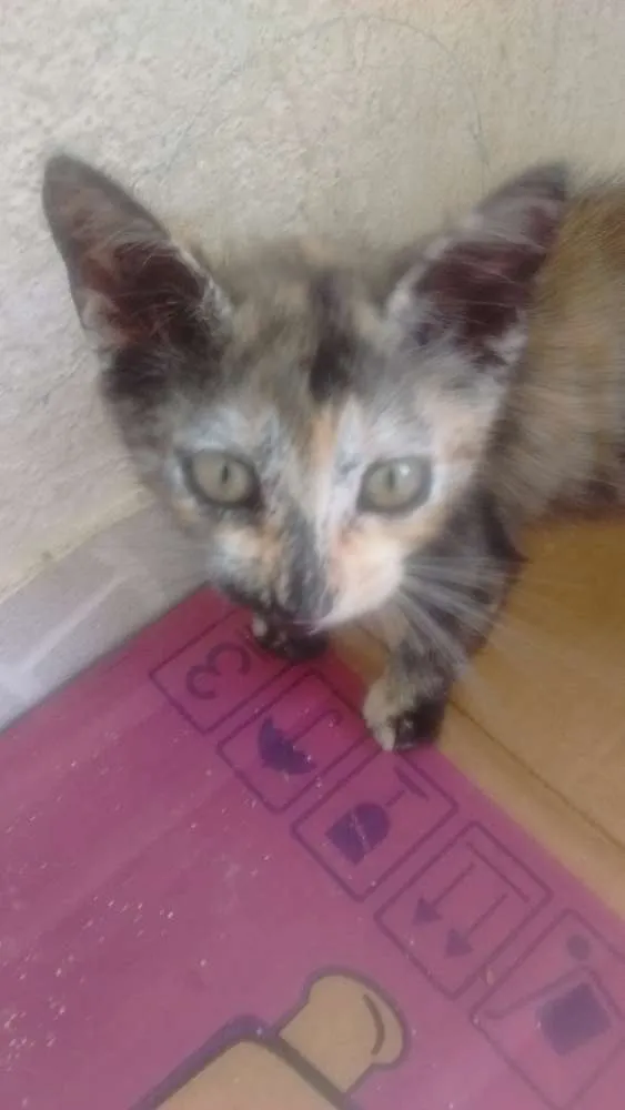 Gato raça Não tem idade 2 a 6 meses nome Filhotinhos!!