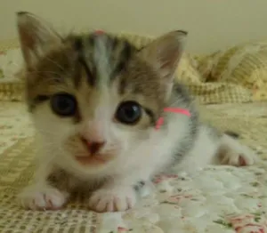 Gato raça SRD idade Abaixo de 2 meses nome Ainda sem nomes