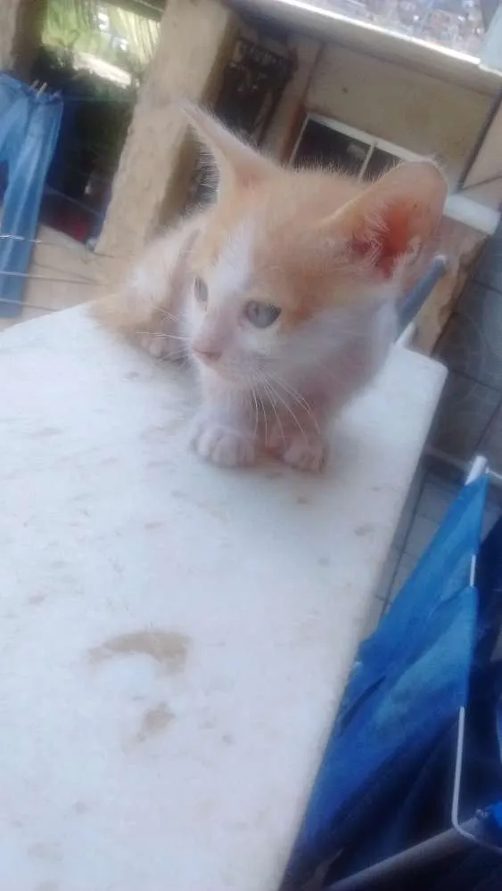 Gato raça Não tem idade 2 a 6 meses nome Filhotinhos!!