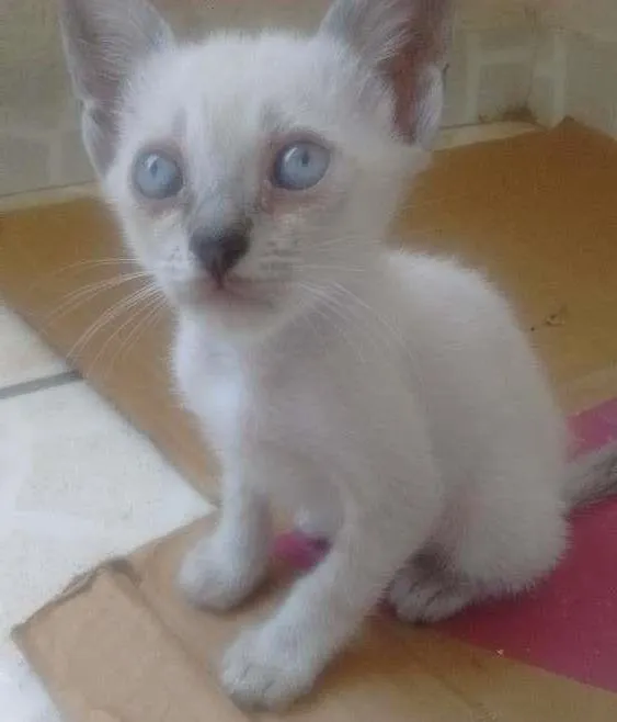 Gato raça Não tem idade 2 a 6 meses nome Filhotinhos!!