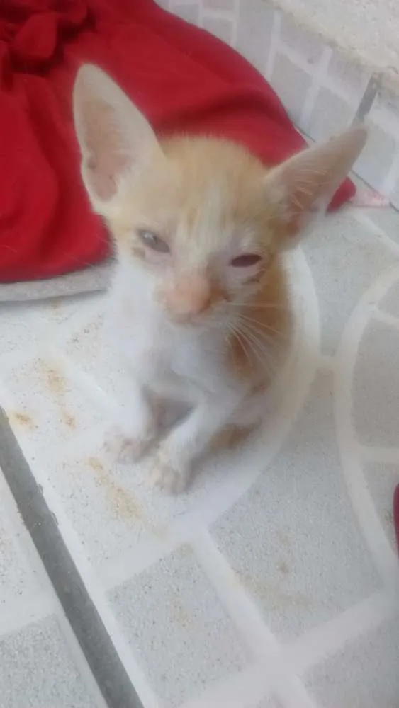 Gato raça Não tem idade 2 a 6 meses nome Filhotinhos!!