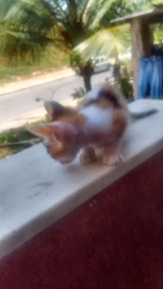 Gato raça Não tem idade 2 a 6 meses nome Filhotinhos!!