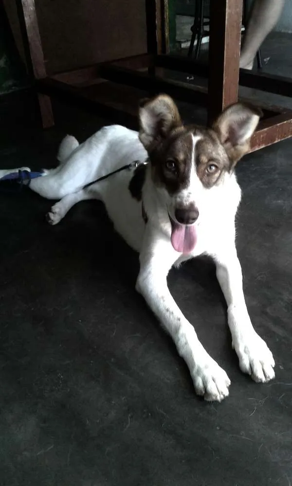 Cachorro ra a sem raça  idade 7 a 11 meses nome Mel 