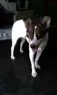 Mel 