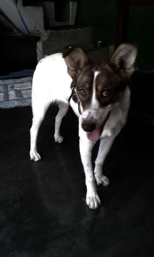 Cachorro ra a sem raça  idade 7 a 11 meses nome Mel 