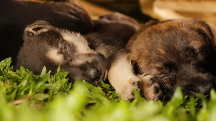 Cachorro ra a Vira-lata idade Abaixo de 2 meses nome Ainda não tem nomes 