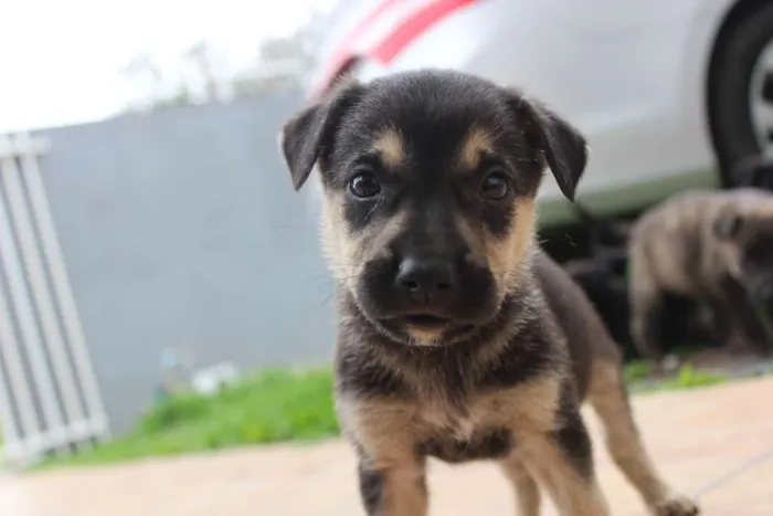 Cachorro ra a Vira-lata idade Abaixo de 2 meses nome Ainda não tem nomes 