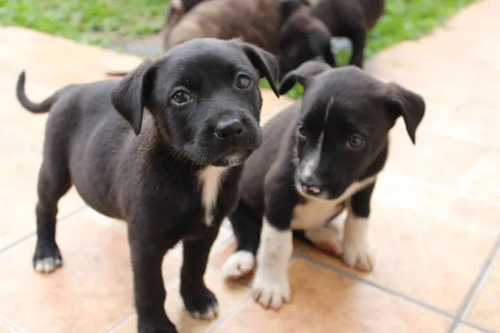 Cachorro ra a Vira-lata idade Abaixo de 2 meses nome Ainda não tem nomes 