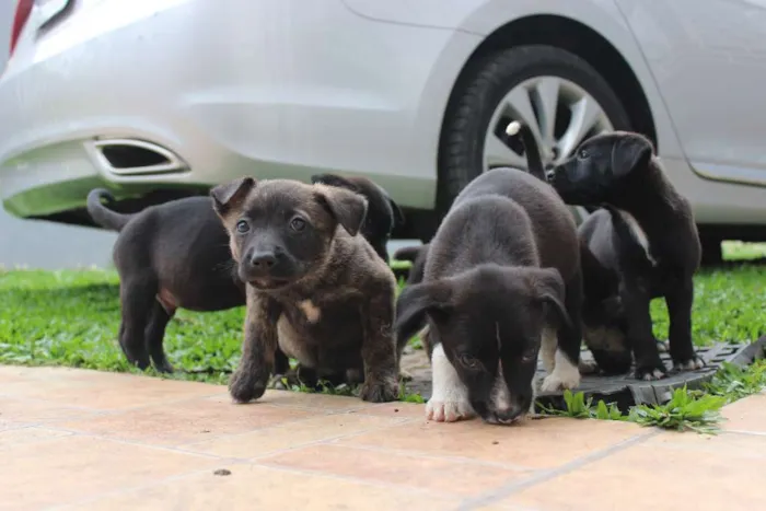 Cachorro ra a Vira-lata idade Abaixo de 2 meses nome Ainda não tem nomes 