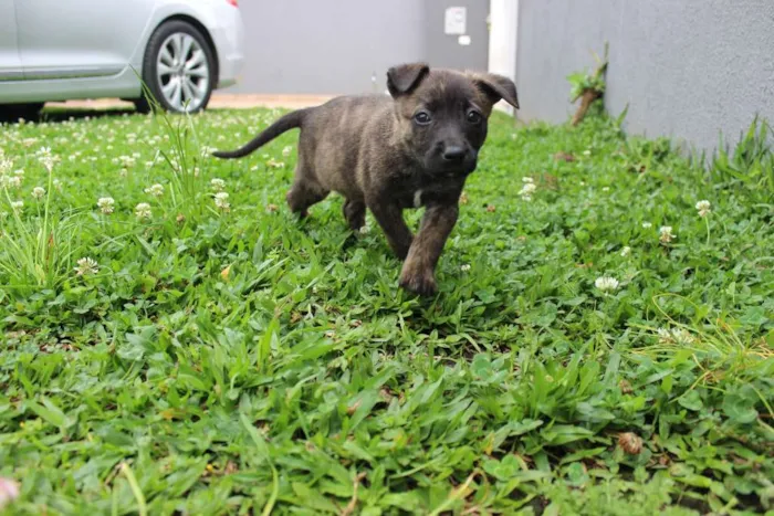 Cachorro ra a Vira-lata idade Abaixo de 2 meses nome Ainda não tem nomes 