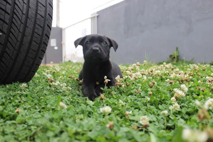 Cachorro ra a Vira-lata idade Abaixo de 2 meses nome Ainda não tem nomes 