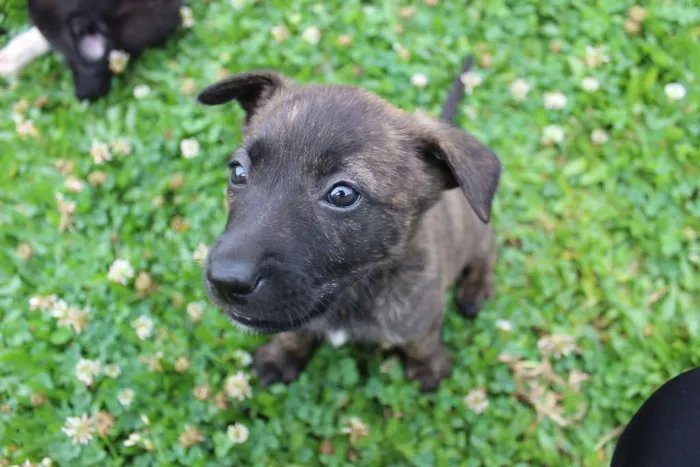 Cachorro ra a Vira-lata idade Abaixo de 2 meses nome Ainda não tem nomes 