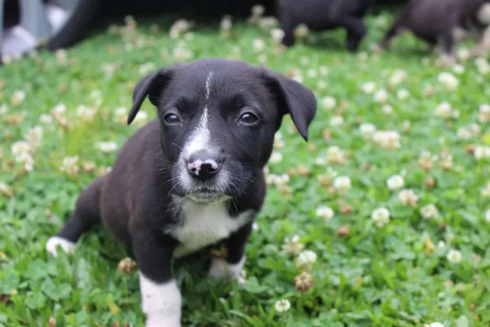 Cachorro ra a Vira-lata idade Abaixo de 2 meses nome Ainda não tem nomes 