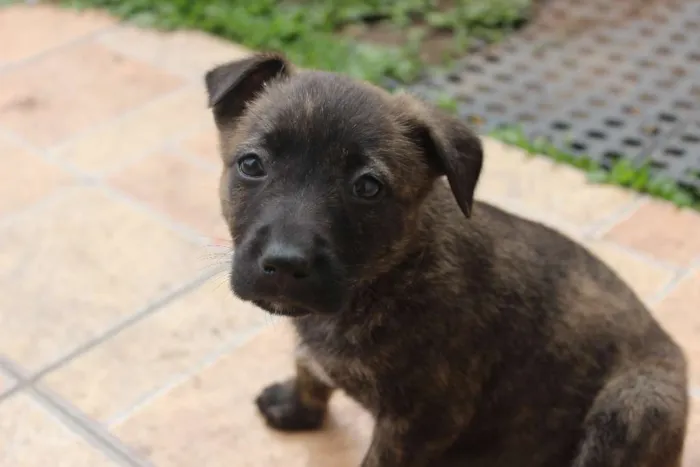 Cachorro ra a Vira-lata idade Abaixo de 2 meses nome Ainda não tem nomes 