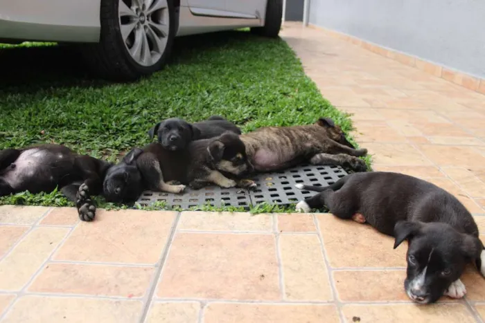 Cachorro ra a Vira-lata idade Abaixo de 2 meses nome Ainda não tem nomes 