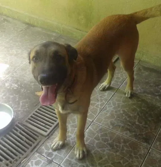 Cachorro ra a Vira lata idade 1 ano nome Odi