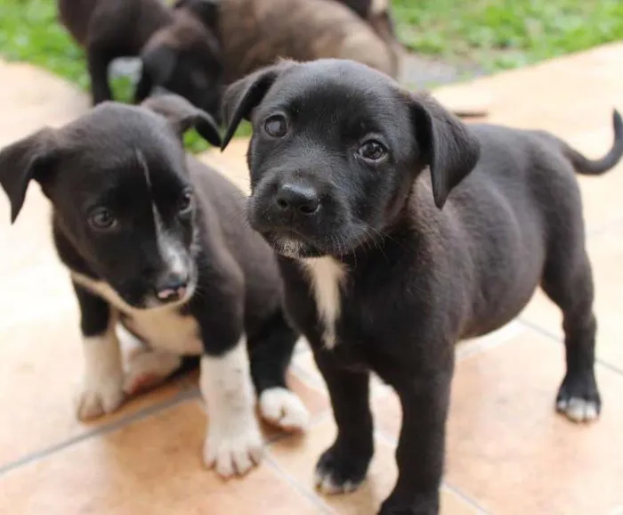 Cachorro ra a Vira-lata idade Abaixo de 2 meses nome Ainda não tem nomes 