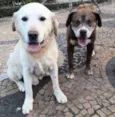 Juba e Lula