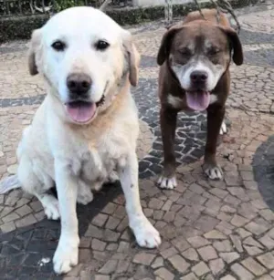 Cachorro raça Labrador e SRD idade 5 anos nome Juba e Lula