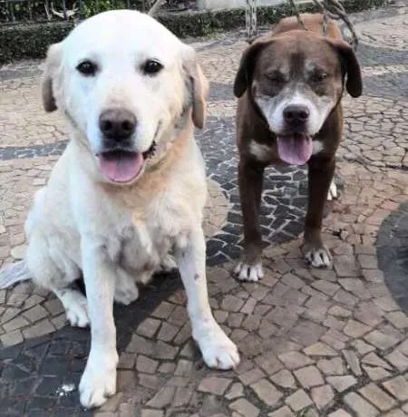Cachorro ra a Labrador e SRD idade 5 anos nome Juba e Lula
