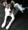 Mel 