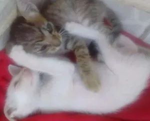 Gato raça Não tem idade 2 a 6 meses nome Filhotinhos!!