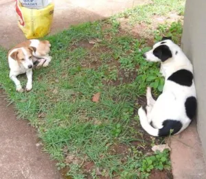 Cachorro raça vira lata idade 2 anos nome pé de pano e amareli