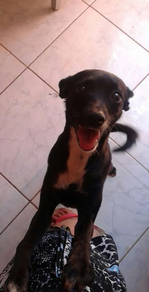 Cachorro ra a Não Definido idade 7 a 11 meses nome Sem nomes