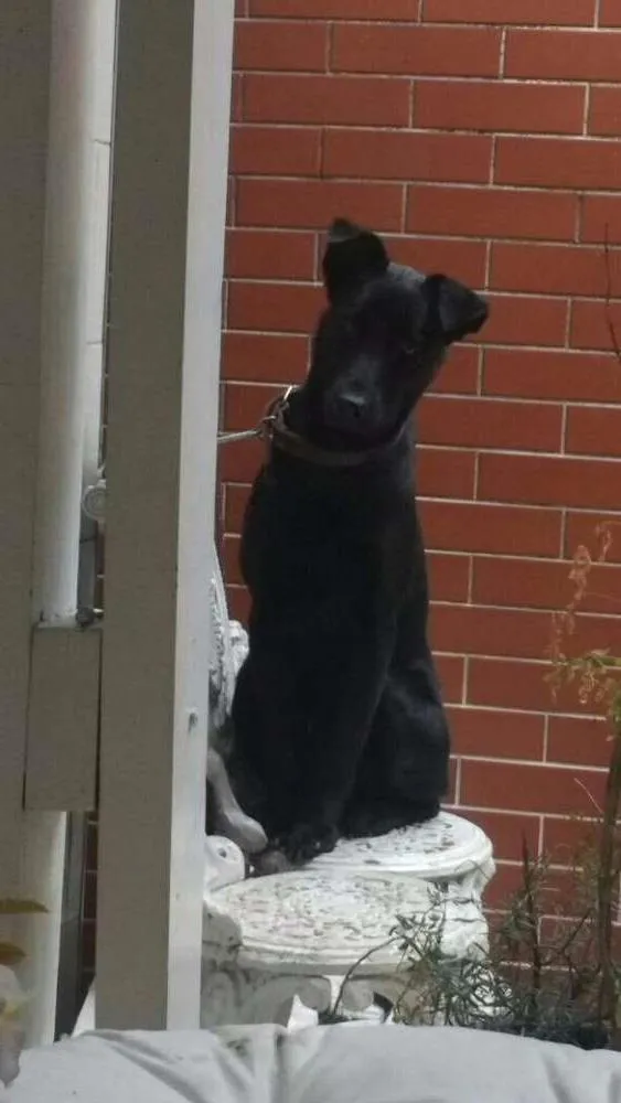 Cachorro ra a Srd idade 7 a 11 meses nome Obama