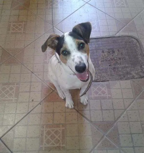 Cachorro ra a Vira lata/Pitbull idade 7 a 11 meses nome Guerreiro