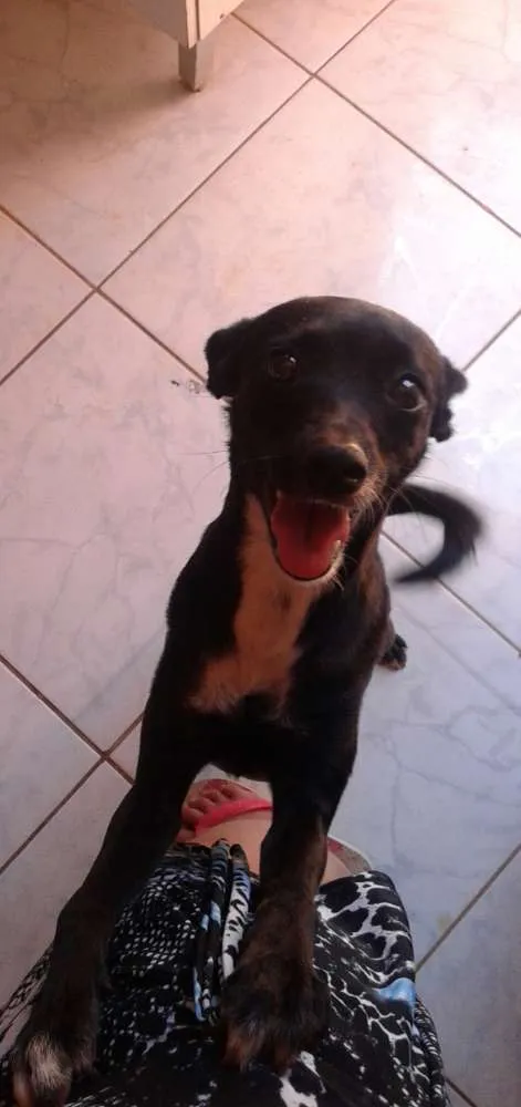 Cachorro ra a Indefinido  idade 7 a 11 meses nome Sem nomes