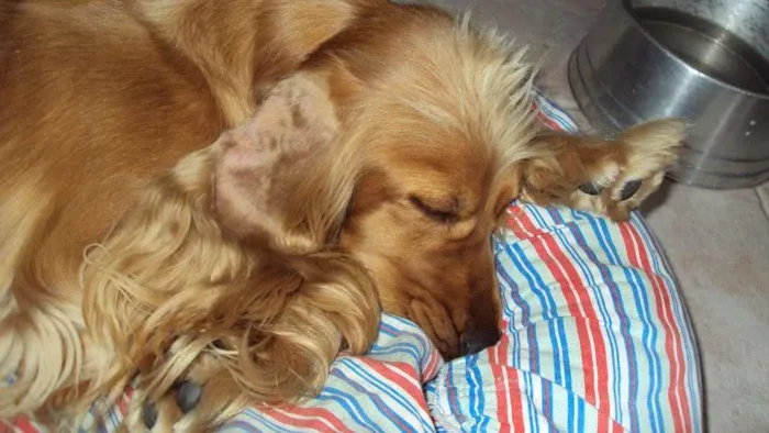 Cachorro raça Cocker idade 6 ou mais anos nome bolachinha