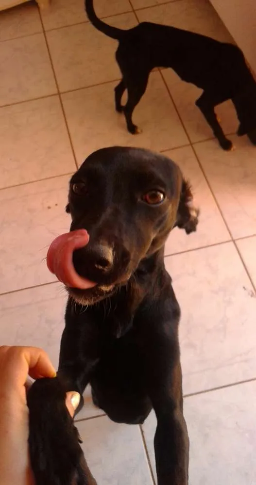 Cachorro ra a Indefinido  idade 7 a 11 meses nome Sem nomes