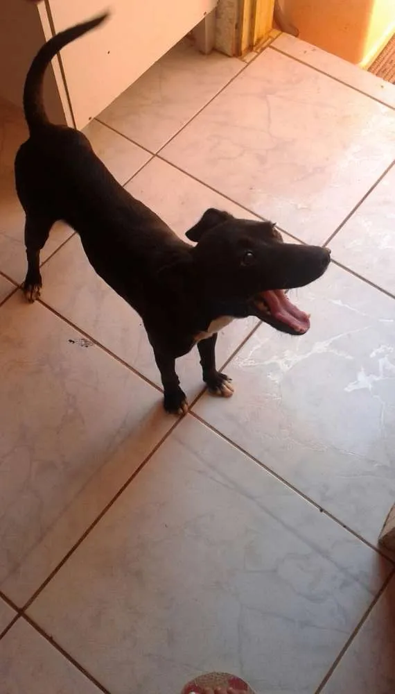 Cachorro ra a Indefinido  idade 7 a 11 meses nome Sem nomes