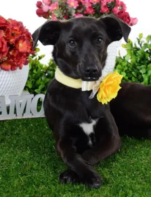 Cachorro raça SRD idade 7 a 11 meses nome Lindt