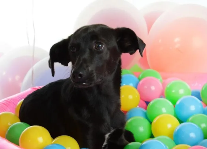 Cachorro ra a SRD idade 7 a 11 meses nome Lindt