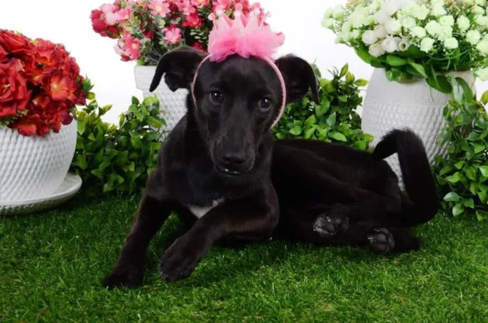 Cachorro ra a SRD idade 7 a 11 meses nome Lindt